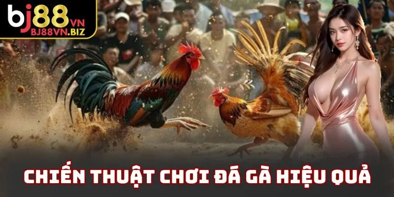 Chiến thuật chơi đá gà hiệu quả