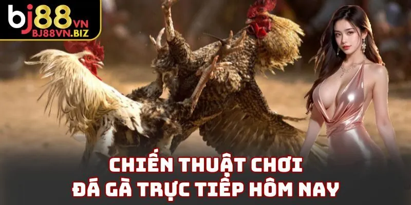 Chiến thuật chơi đá gà trực tiếp hôm nay