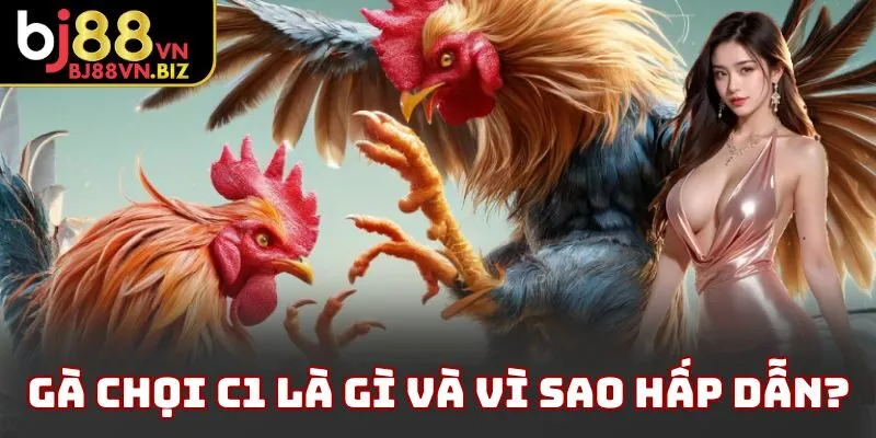 Gà chọi c1 là gì và vì sao hấp dẫn?