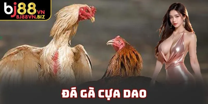 Đá Gà Cựa Dao BJ88