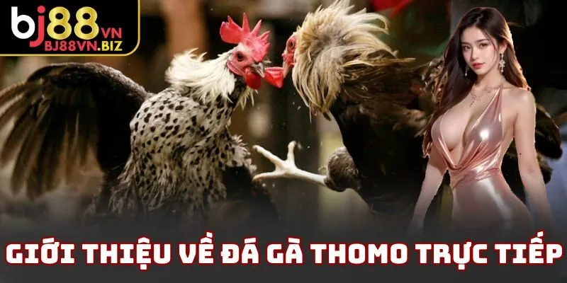 Giới thiệu về đá gà thomo trực tiếp
