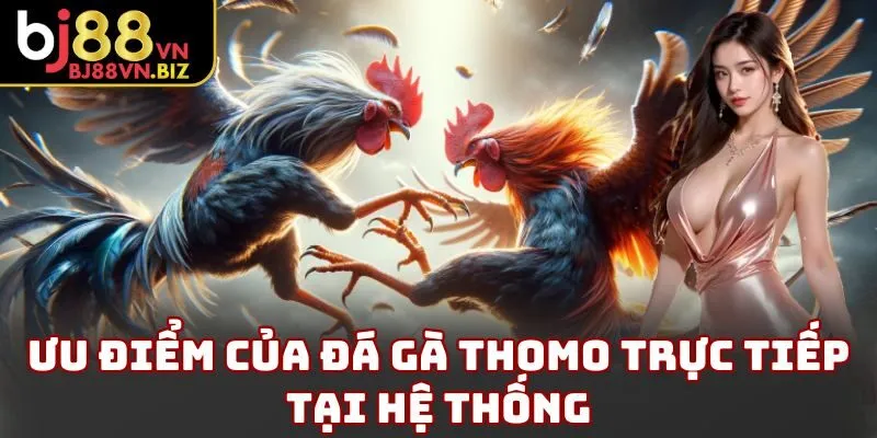 Ưu điểm của đá gà thomo trực tiếp tại hệ thống